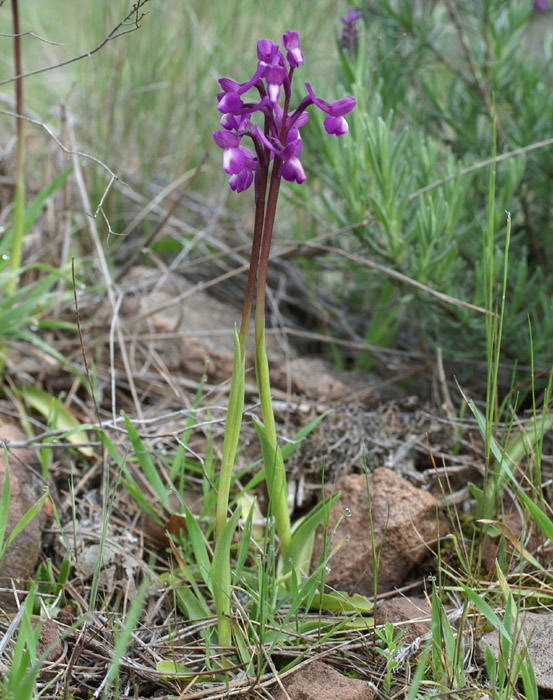 Anacamptis champagneuxi Autodrome 190407 (15)