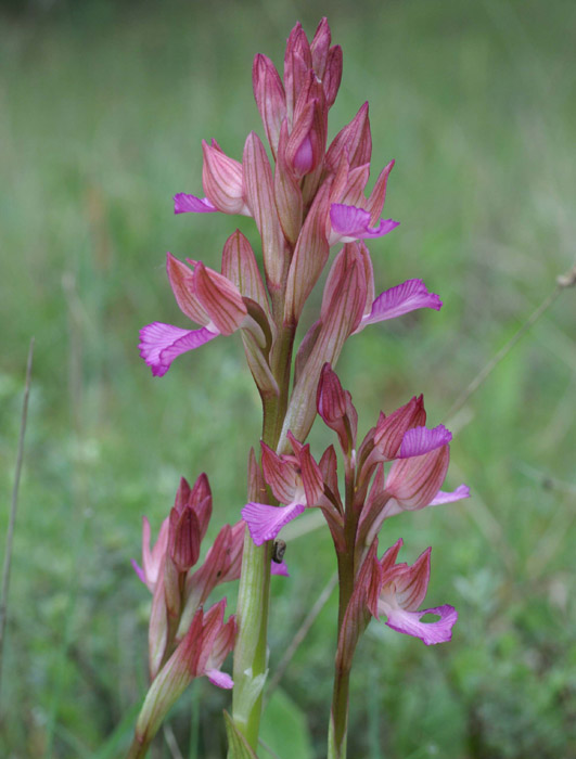 Anacamptis papillonacea Autodrome 190407 (11)