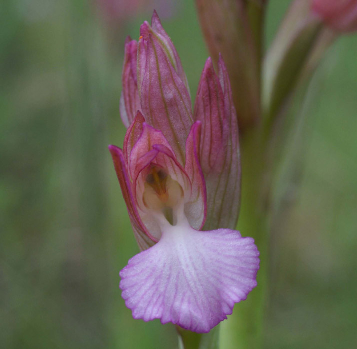 Anacamptis papillonacea Autodrome 190407 (8)