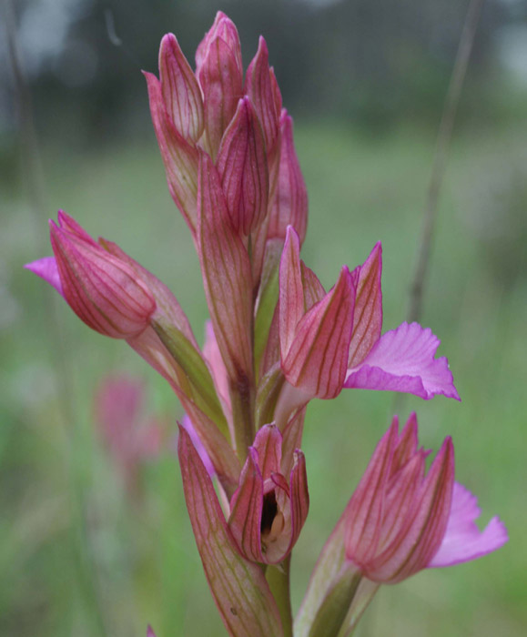 Anacamptis papillonacea Autodrome 190407 (9)