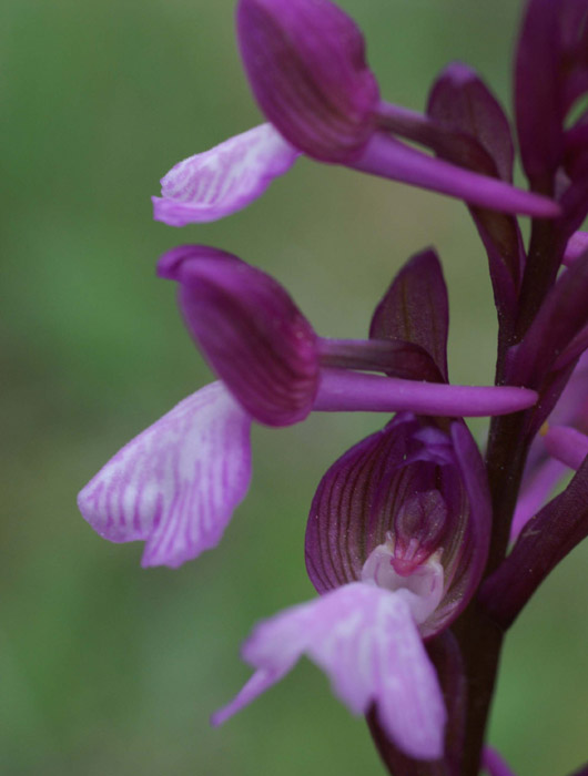 Anacamptis papillonacea x picta Autodrome 190407 (3)