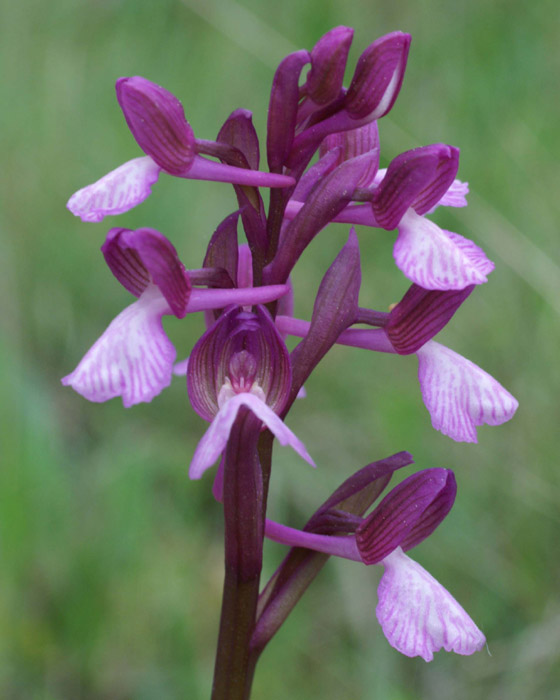 Anacamptis papillonacea x picta Autodrome 190407