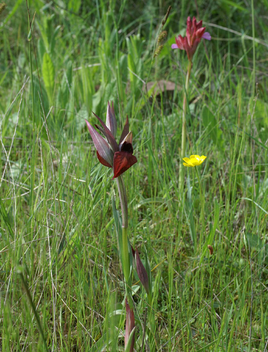 Serapias cordigera Autodrome 250407 (13)