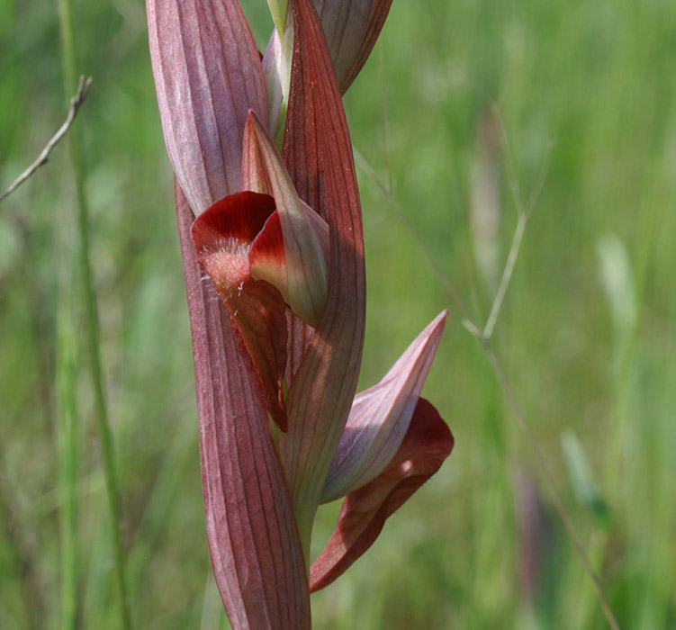 Serapias vomeracea Autodrome 250407 (10)