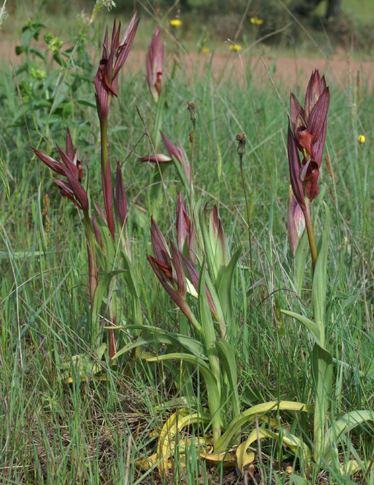 Serapias vomeracea Autodrome 250407 (5)