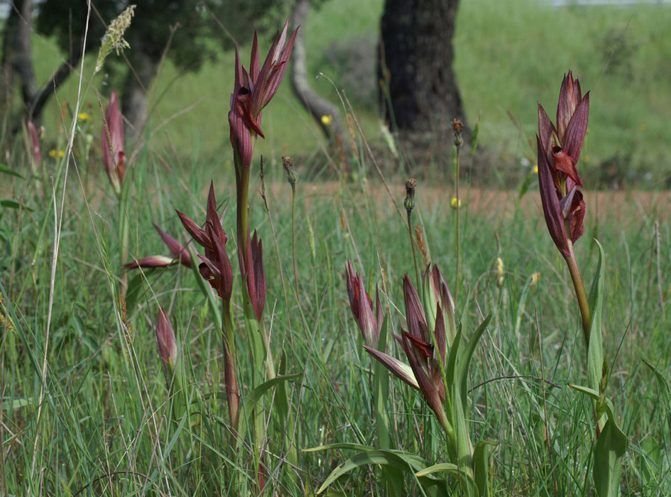 Serapias vomeracea Autodrome 250407 (6)