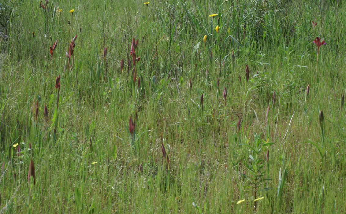 Serapias vomeracea Autodrome 250407 (8)