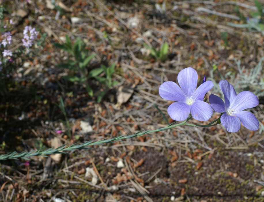 Linum narbonense Bagnols en Foret 280407 (68)