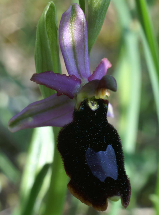 Ophrys aurelia Bagnols en Foret 280407 (14)