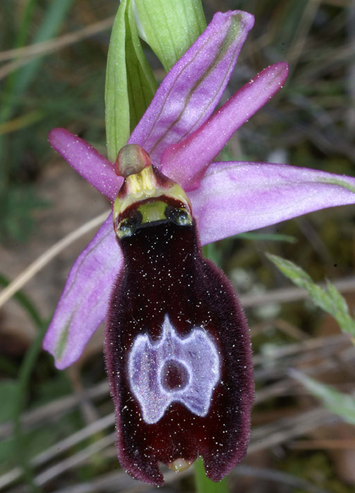 Ophrys aurelia Bagnols en Foret 280407 (16)