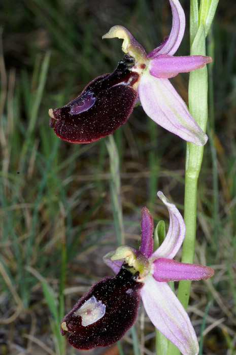 Ophrys aurelia Bagnols en Foret 280407 (17)