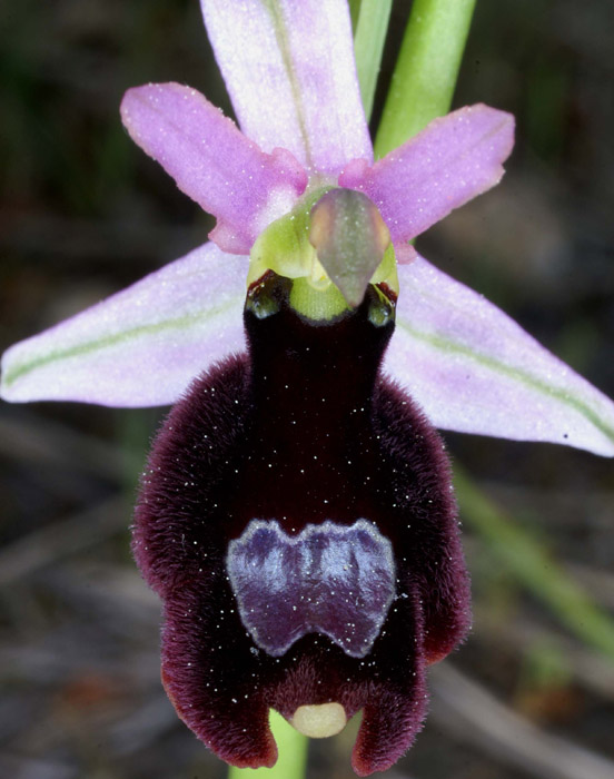 Ophrys aurelia Bagnols en Foret 280407 (19)