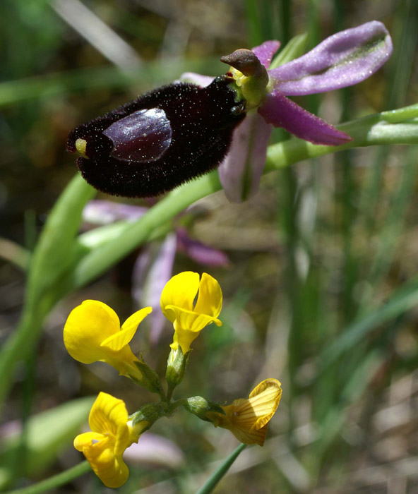 Ophrys aurelia Bagnols en Foret 280407 (35)