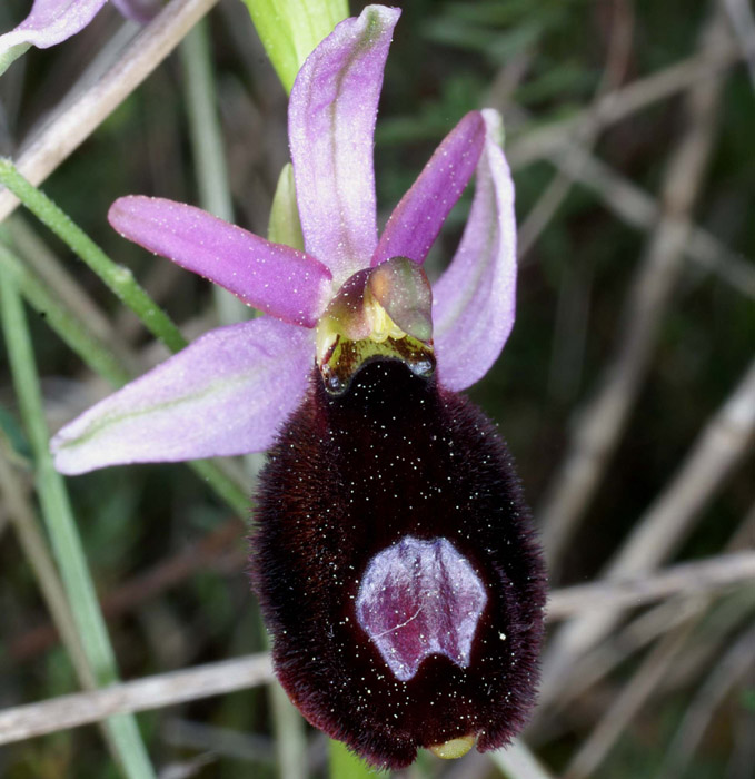 Ophrys aurelia Bagnols en Foret 280407 (37)