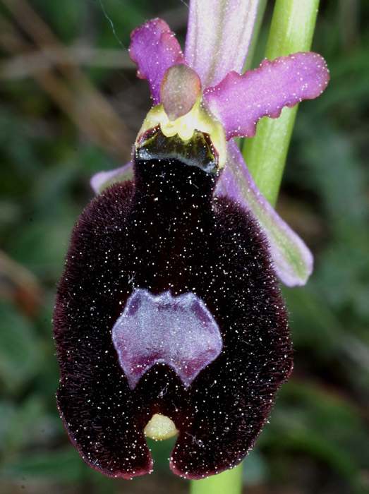 Ophrys aurelia Bagnols en Foret 280407 (5)