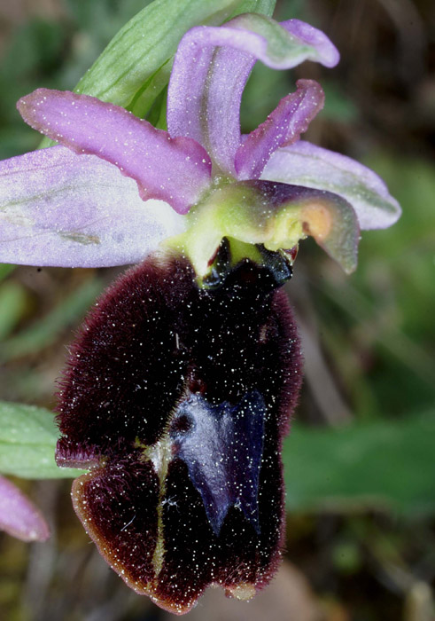 Ophrys aurelia Bagnols en Foret 280407 (6)