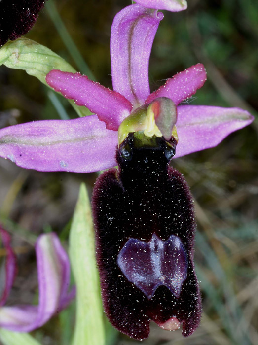 Ophrys aurelia Bagnols en Foret 280407 (7)