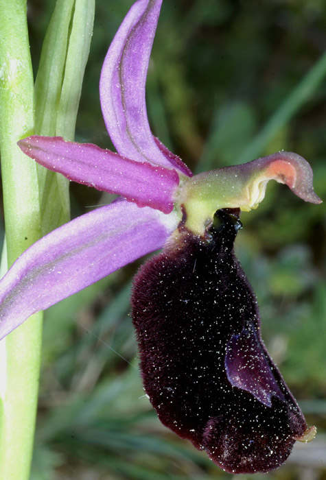 Ophrys aurelia Bagnols en Foret 280407 (8)