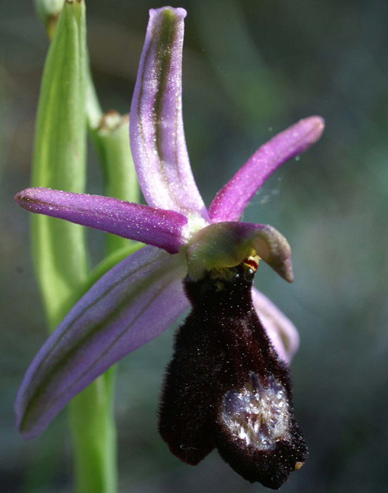 Ophrys aurelia Bagnols en Foret 280407