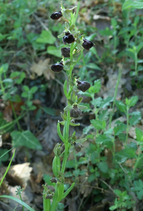 Ophrys passionis Bagnols en Foret 280407 (63)