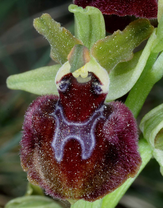 Ophrys provincialis Bagnols en Foret 280407 (26)