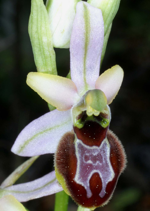 Ophrys provincialis Bagnols en Foret 280407 (61)