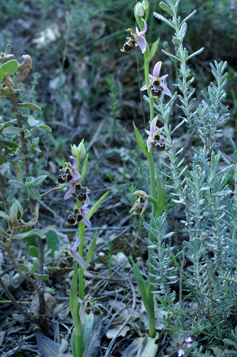 Ophrys scolopax Bagnols en Foret 280407 (46)