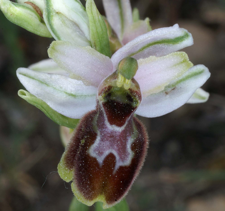 Ophrys splendida theratologique Bagnols en Foret 280407 (32)