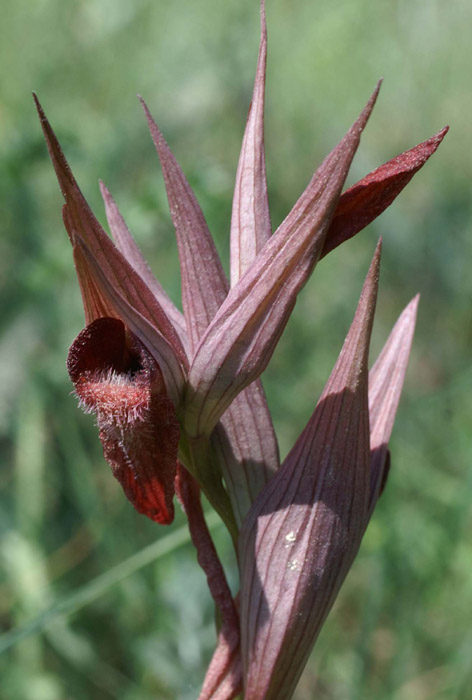 Serapias vomeracea Bagnols en Foret 280407 (50)