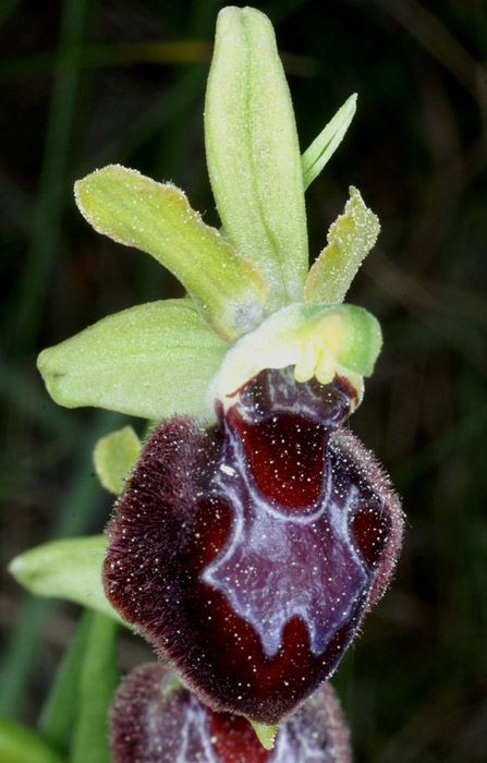 ophrys provincialis Bagnols en Foret 280407 (51)