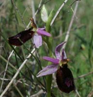 Ophrys aurelia Bagnols en Foret 280407 (36)