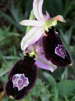 Ophrys aurelia Bagnols en Foret 280407 (4)