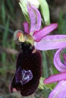 Ophrys aurelia Bagnols en Foret 280407 (9)