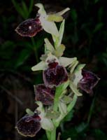 Ophrys passionis Bagnols en Foret 280407 (62)