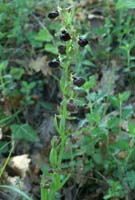 Ophrys passionis Bagnols en Foret 280407 (63)