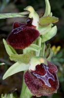 Ophrys provincialis Bagnols en Foret 280407 (25)