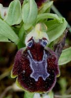 Ophrys provincialis Bagnols en Foret 280407 (27)