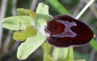 Ophrys provincialis Bagnols en Foret 280407 (60)