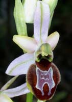 Ophrys provincialis Bagnols en Foret 280407 (61)