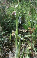 Ophrys scolopax Bagnols en Foret 280407 (44)