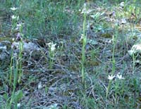 Ophrys scolopax Bagnols en Foret 280407 (45)