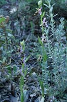 Ophrys scolopax Bagnols en Foret 280407 (46)