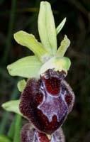 ophrys provincialis Bagnols en Foret 280407 (51)