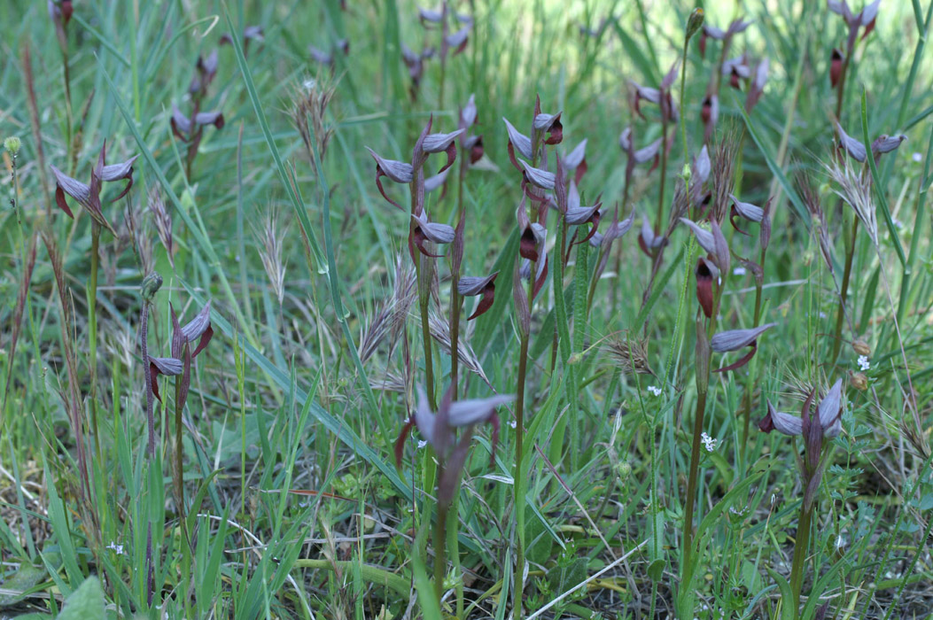 Serapias strictiflora Palayson 240407 (4)