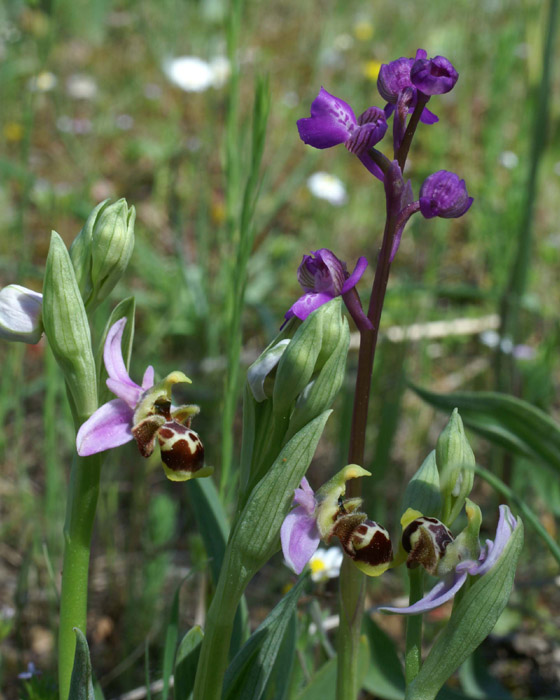 Ophrys scolopax & Anacamptis picta  Rouquan 180407 (19)