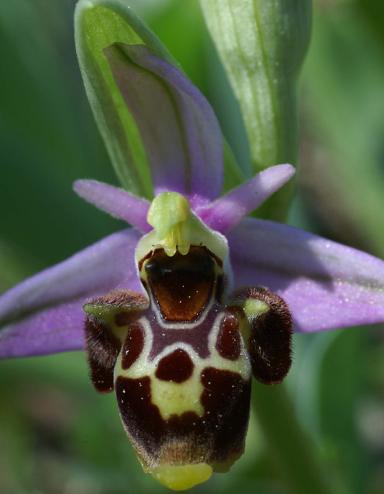 Ophrys scolopax Rouquan 180407 (14)