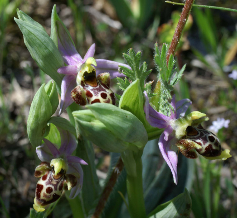 Ophrys scolopax Rouquan 180407 (16)