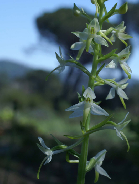 Platanthera bifolia Rouquan 180407 (55)