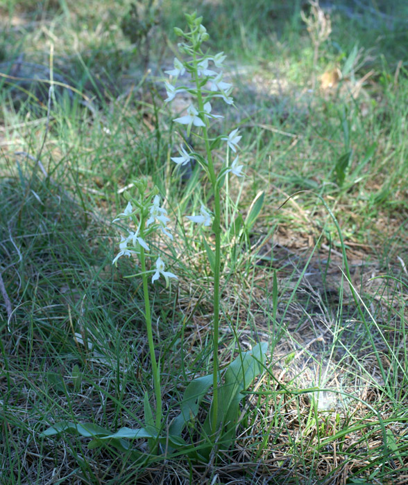 Platanthera bifolia Rouquan 180407 (56)