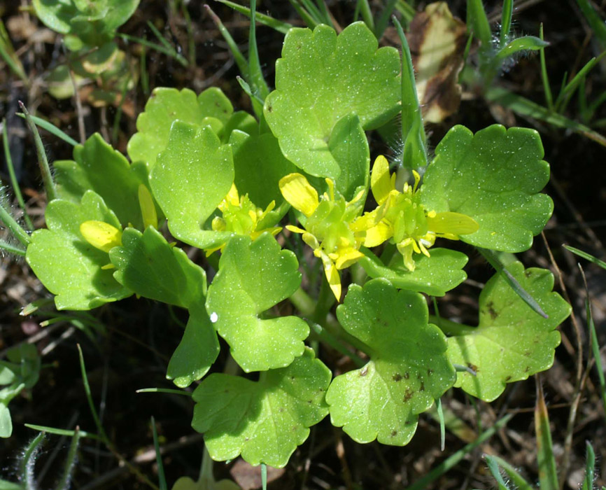 Ranunculus muricatus Rouquan 180407 (34)